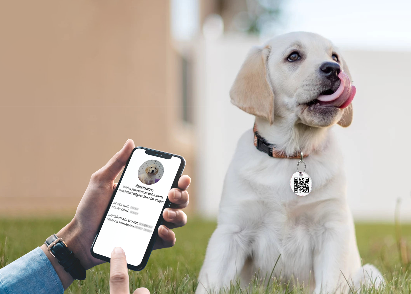 Qr Köpek